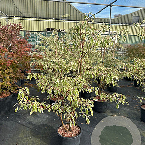 Cornus controversa 'Variegata' 125-150 cm 20L