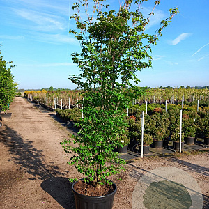 Cornus kousa chinensis 350-400 cm cont. 180L