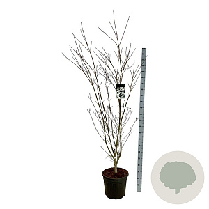 Cornus k. 'Weisse Fontaine' 150-175 cm 30L extra