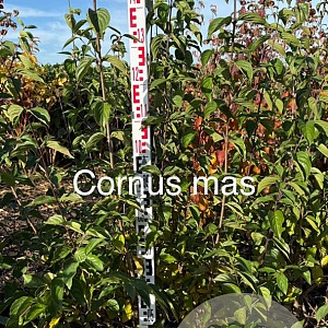 Cornus mas 150-175 cm met kluit struik 50