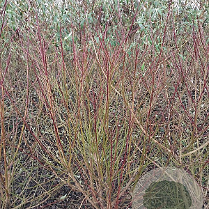 Cornus sanguinea 125-150 cm met kluit struik