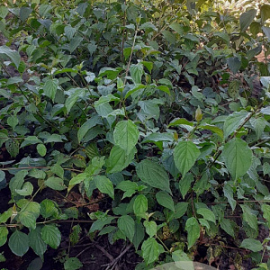 Cornus sanguinea 125-150 cm met kluit struik