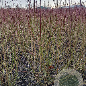 Cornus sanguinea 150-175 cm met kluit struik 50