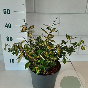 Elaeagnus pungens 'Maculata' 30-40 cm 5,0L