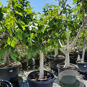 Ficus carica 50 cm container 30-35