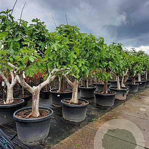 Ficus carica 50 cm container 30-35