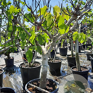 Ficus carica 50 cm container 30-35