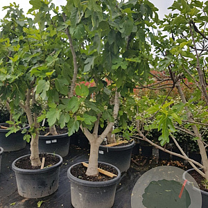 Ficus carica 50 cm container 30-35