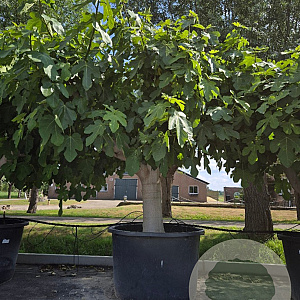 Ficus carica 70 cm container 60-80