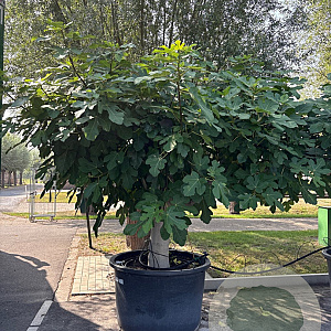 Ficus carica 70 cm container 60-80