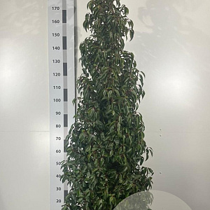 Prunus l. 'Angustifolia' 200-225 cm 35L