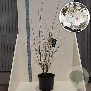 Prunus 'The Bride' 80-100 cm 20L meerstammig