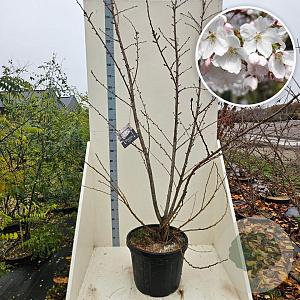 Prunus yedoensis 200-250 cm cont. 55L meerstammig