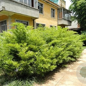 Chimonobambusa tumidissinoda 100-120 cm 30L