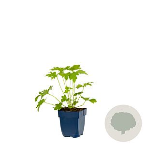 Delphinium (P) 'Blue Bird' GM  P11