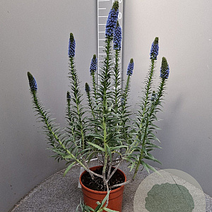 Echium candicans 100 cm 6L