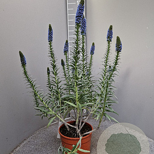 Echium candicans 100 cm 6L