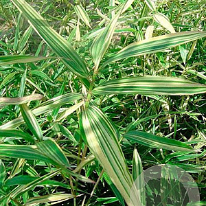 Hibanobambusa tranq. 'Shiroshima' 100-150 cm 5,0L