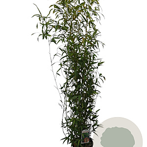 Phyllostachys aurea 125-150 cm 10L