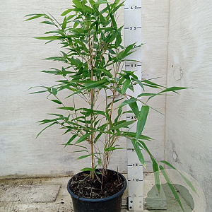 Phyllostachys aureos. 'Spectabilis' 40-50 cm 2,0L