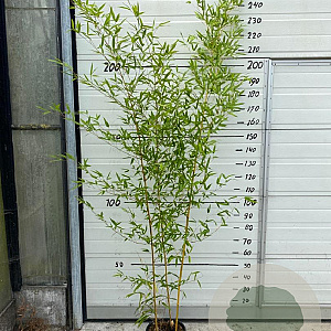 Phyllostachys aureos. 'Spectabilis' 175-200 cm 10L