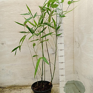 Phyllostachys bissetii 40-50 cm 2,0L