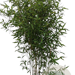 Phyllostachys bissetii 125-150 cm 10L