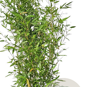 Phyllostachys bissetii 200-250 cm 15L