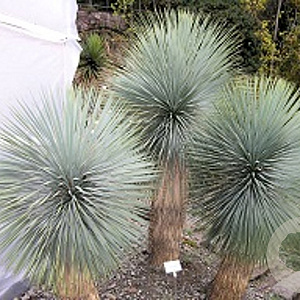 Yucca thompsoniana 60-80 cm 35L