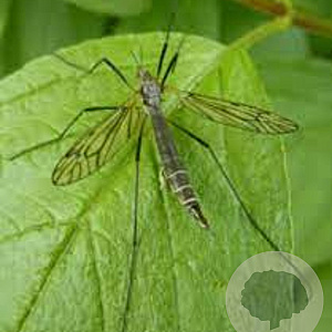 Aaltjes tegen emelten & larve varenrouwmug Innogreen 250 Miljoen