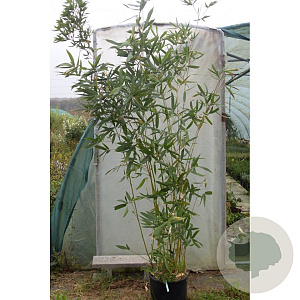 Semi-arundinaria  'Viridis' 300-350 cm 30L