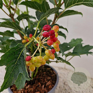 Viburnum opulus 'Compactum' 40-50 cm 3,0L