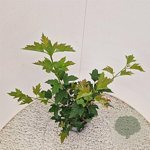 Viburnum opulus 'Compactum' 40-50 cm 3,0L