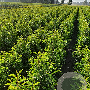 Prunus l. 'Angustifolia' 80-100 cm met kluit