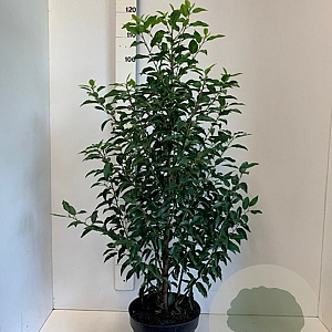 Prunus l. 'Angustifolia' 80-100 cm 7,5L