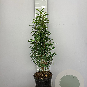 Prunus l. 'Angustifolia' 80-100 cm 7,5L