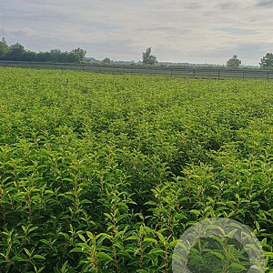 Prunus l. 'Angustifolia' 80-100 cm 7,5L