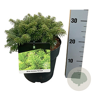 Abies k. 'Brillant' 20-25 cm
