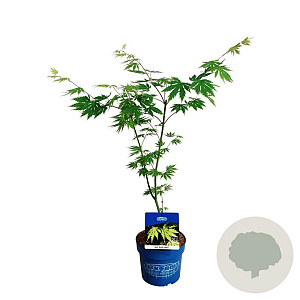 Acer Arctic Jade 40-50 cm 3,0L