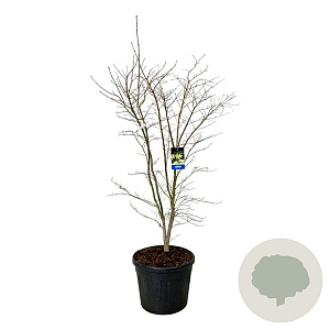 Acer Arctic Jade 175-200 cm cont. 90L extra