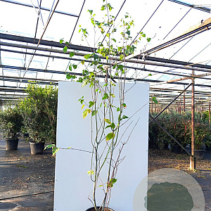 Acer capillipes 175-200 cm 35L