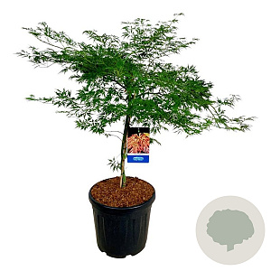 Acer Ice Dragon 80-100 cm 30L breed extra