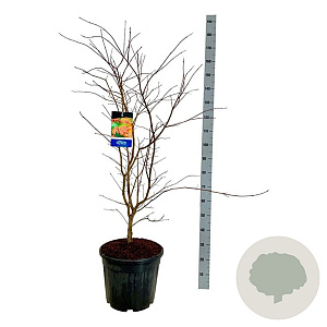 Acer North Wind 100-125 cm 30L extra