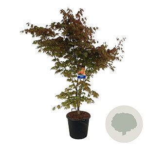 Acer North Wind 170-200 cm cont. 55L extra
