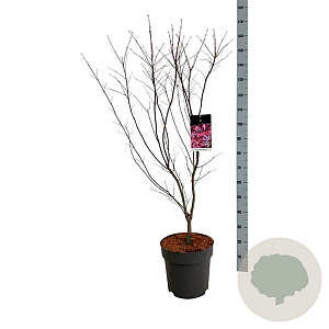 Acer pal. 'Atropurpureum' 100-125 cm 14L