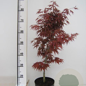Acer pal. 'Bloodgood' 50-60 cm 3,0L