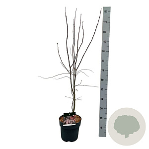 Acer pal. 'Bloodgood' 60-80 cm