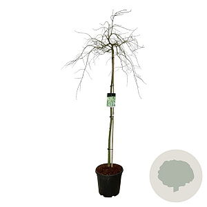 Acer pal. 'Dissectum' 160 cm stam 30L