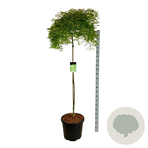 Acer pal. 'Dissectum' 160 cm stam cont. 55L
