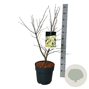 Acer pal. 'Osakazuki' 60-80 cm 10L